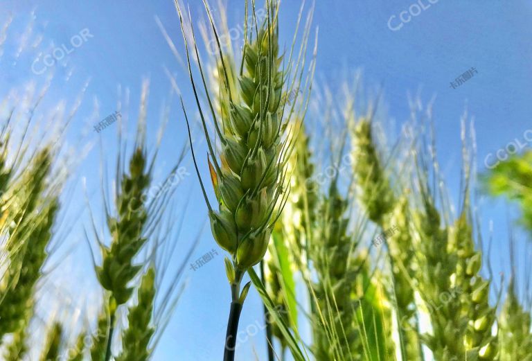 植物类：小麦
